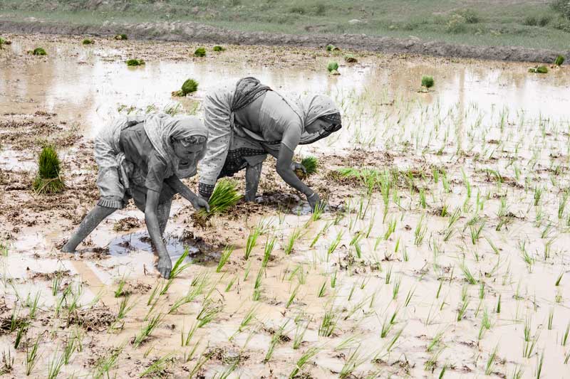 Boosted paddy cultivation - result of community-based watershed management under Jaya Devi's leadership